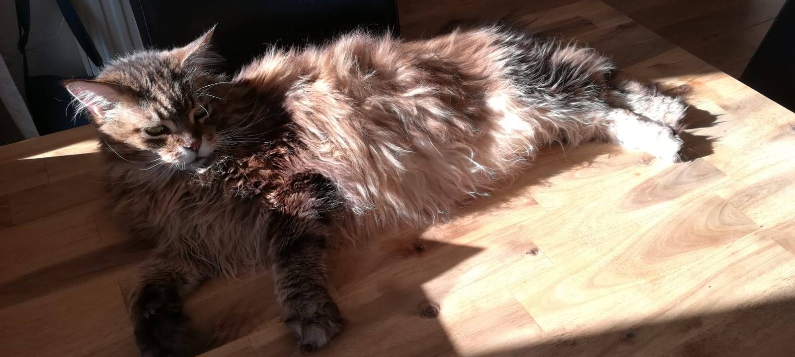 Katzen in Welver offenbar vergiftet