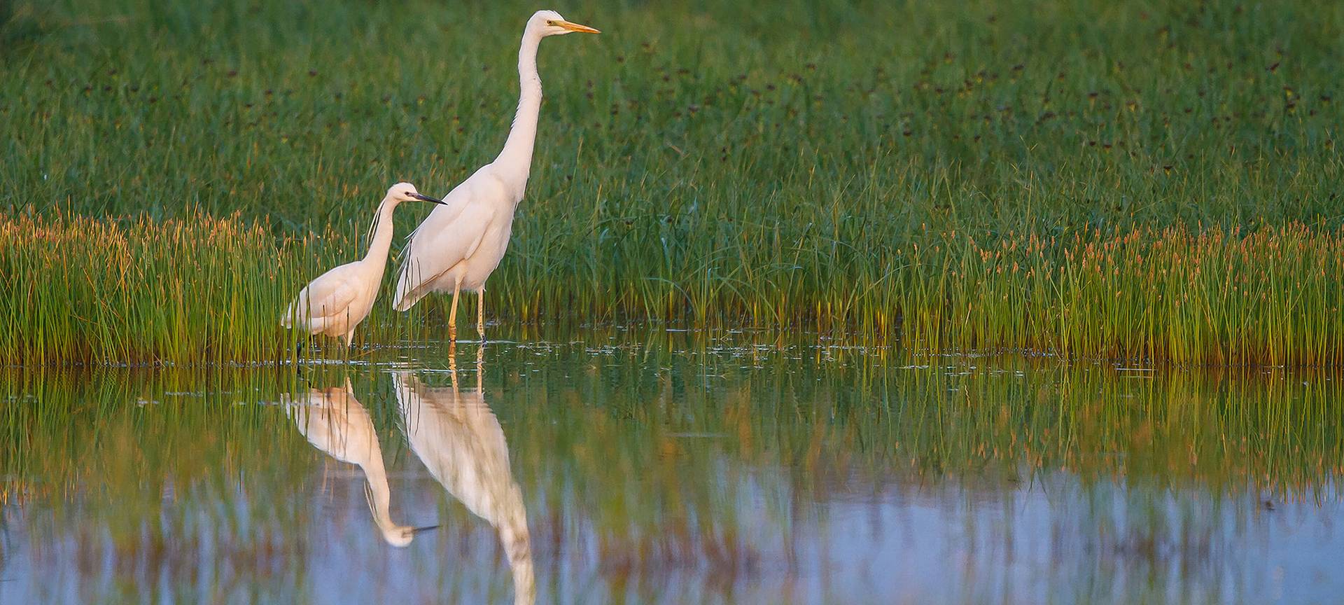Schwingen über der Ägäis - Vogelwelt auf Lesbos