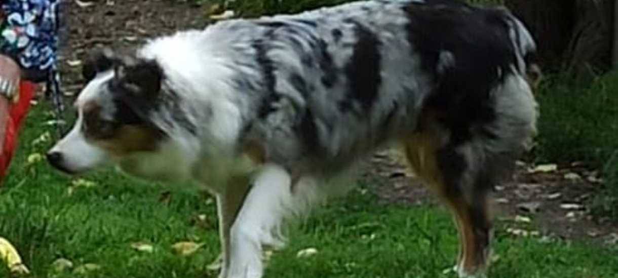 Mini-Australian Shepherd in Soest entlaufen