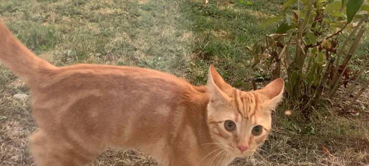 Kater in Soest entlaufen