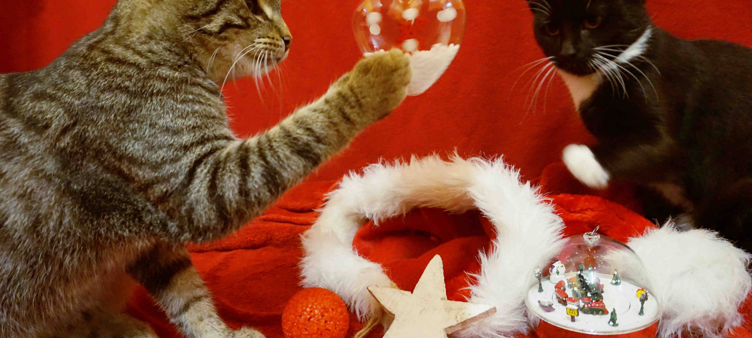 Freude schenken und Gutes tun