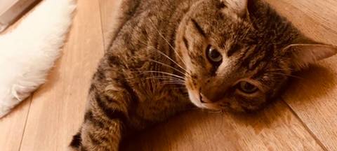 Kater in Lippstadt entlaufen