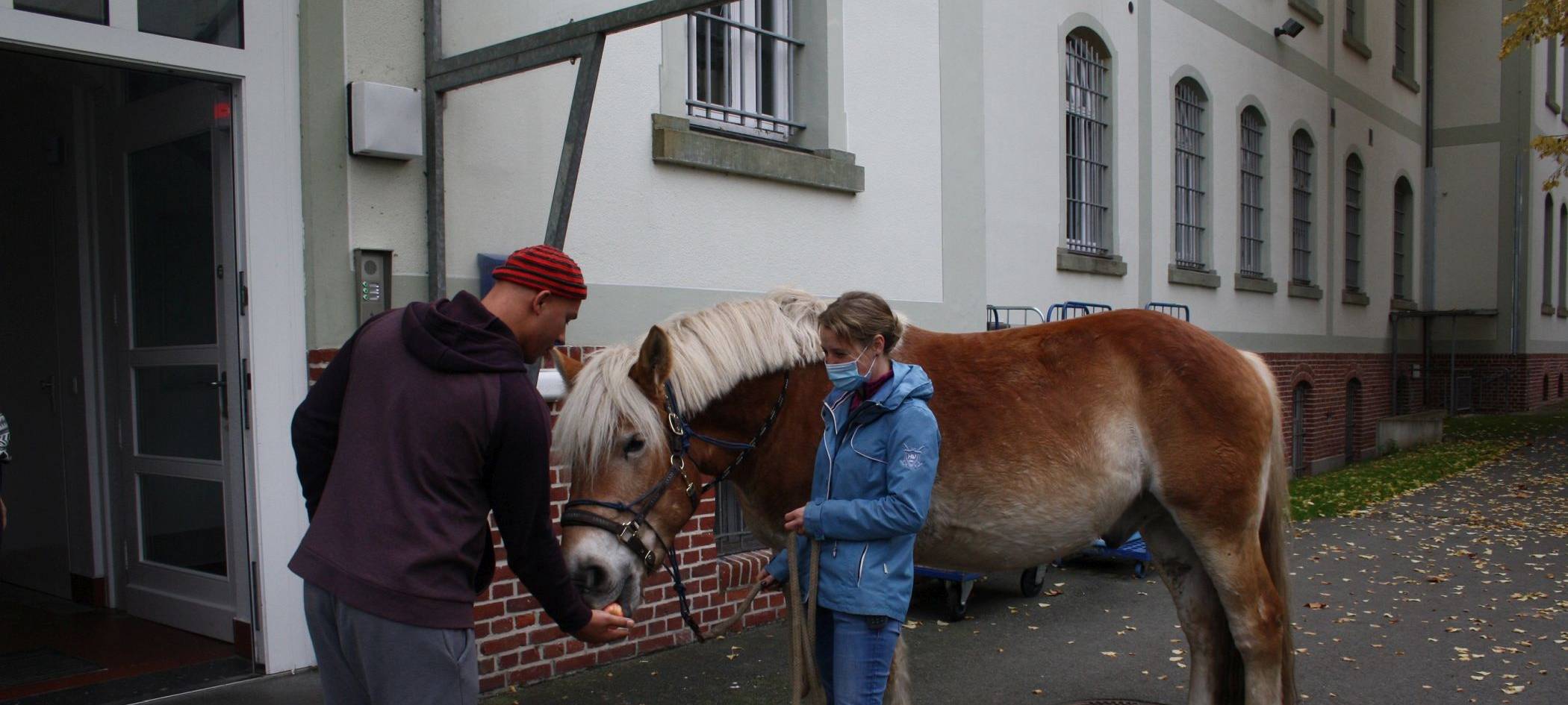 Pferd Elvis wird zum Therapiepferd in Eickelborn