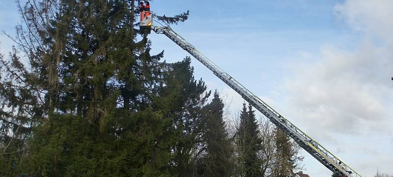 Möhnesee: Baumfällung zwischen Körbecke und Stockum