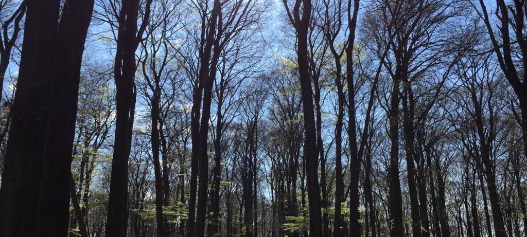 Rüthener wollen den Wald retten