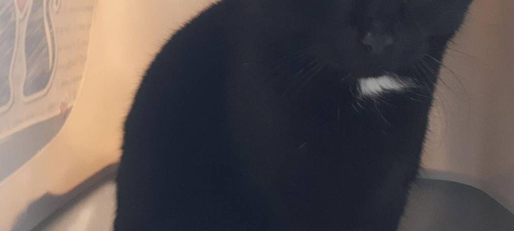 Kater Negro vermisst