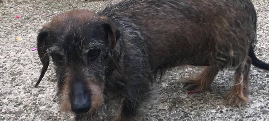Zwergrauhaardackel in Soest entlaufen