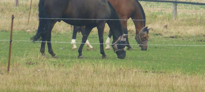 Wertvolles Pferd in Welver gestohlen
