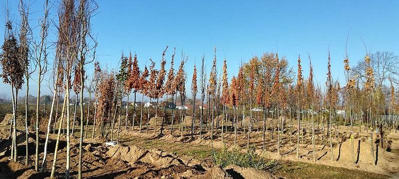 Kranke Bäume am Kölner Ring