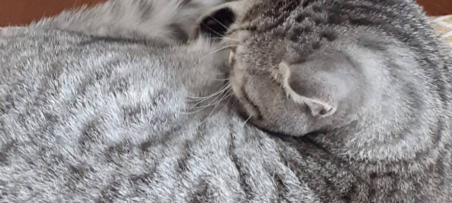 Kater in Ense-Bremen entlaufen