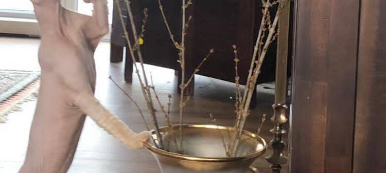 Katze in Welver entlaufen