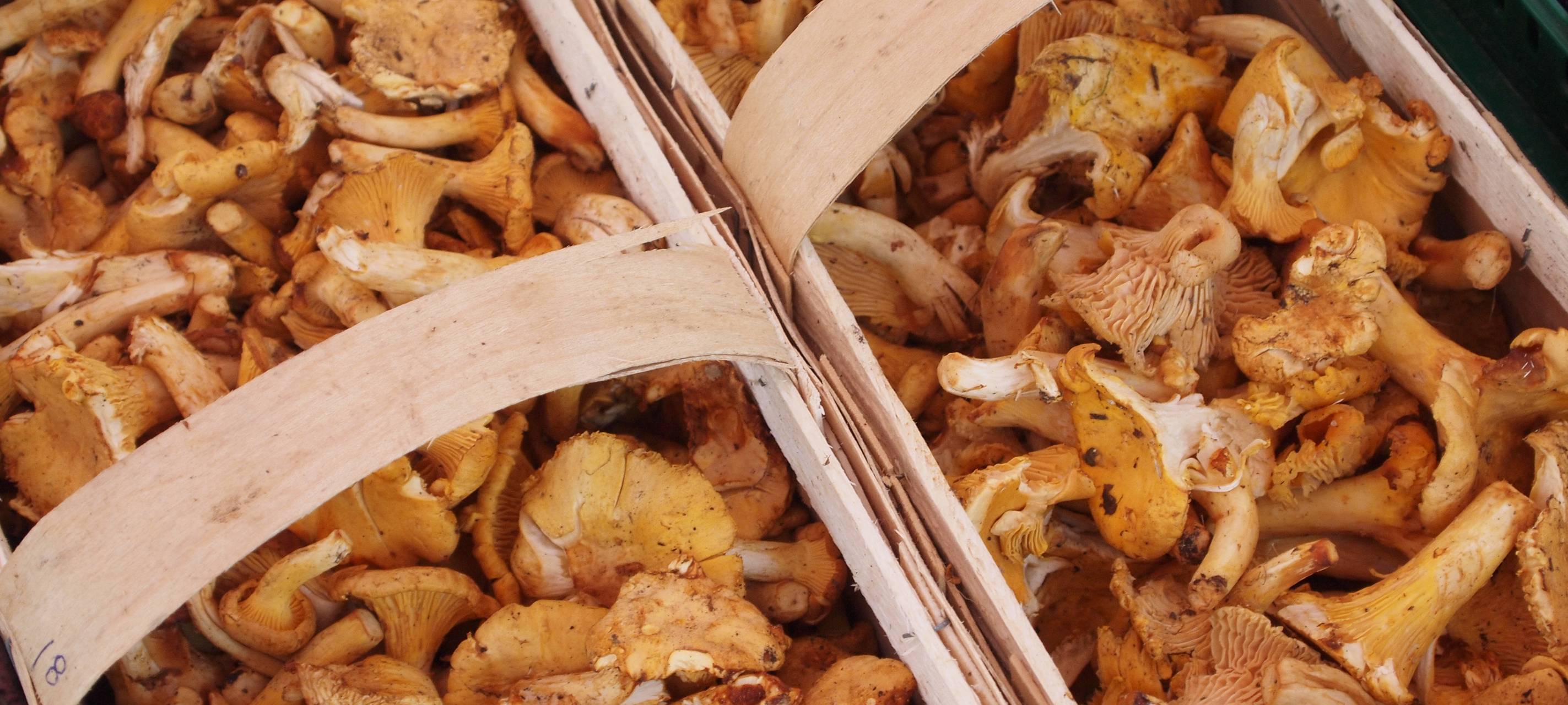 Pilzsaison bisher schlecht