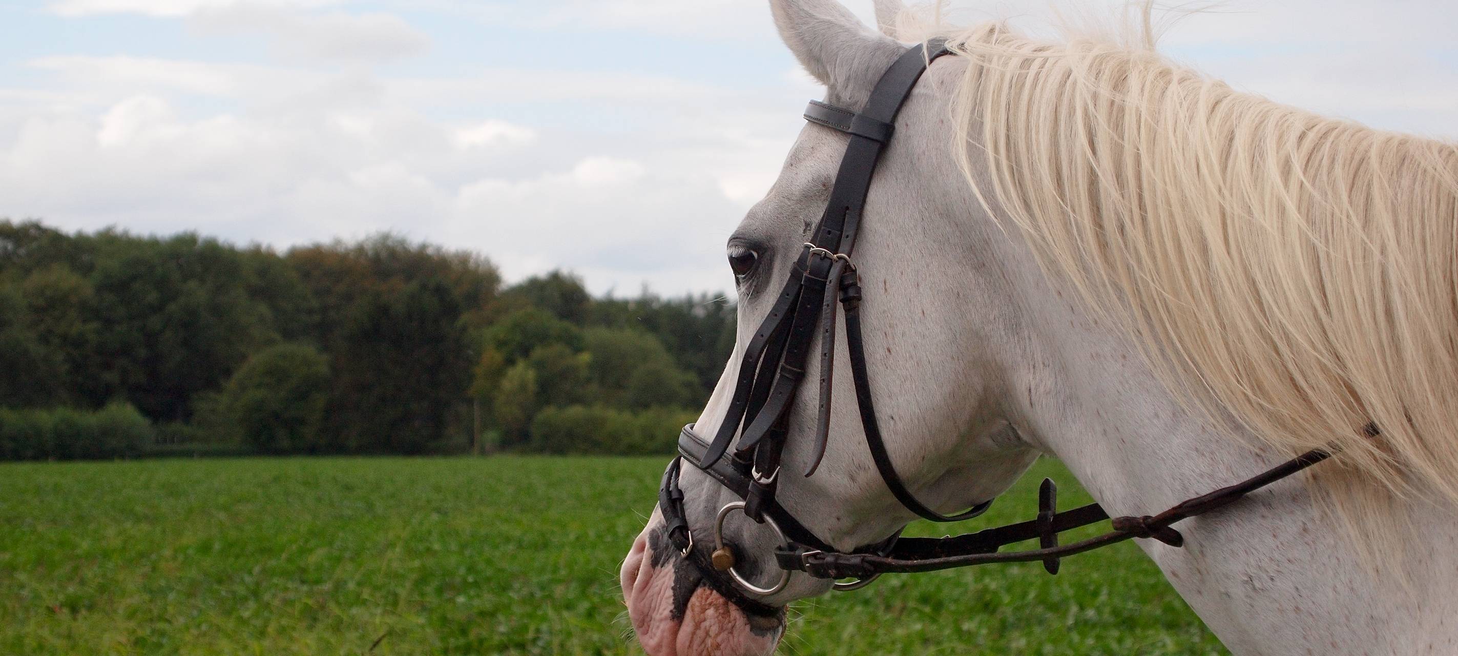 Pferdeschätzen: Das sind die Gewinner
