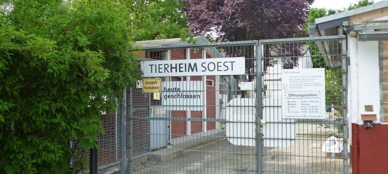 Hilfe für Ukraine-Tiere in Soest