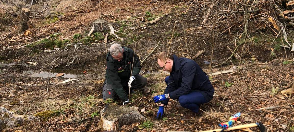 Möhnesee: 1500 Bäume für den Umweltschutz