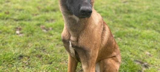 Belgischer Schäferhund am Möhnesee entlaufen