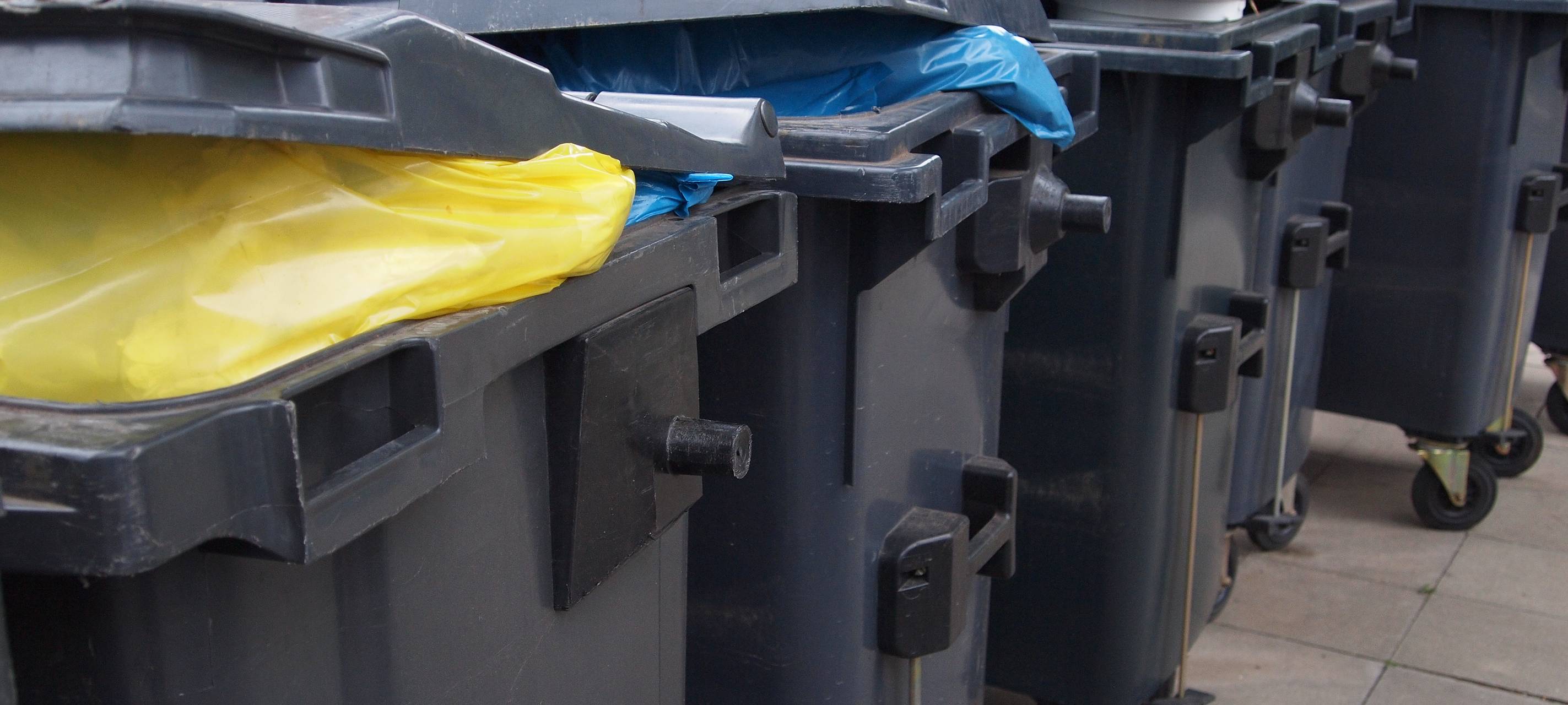 Immer mehr Waschbären