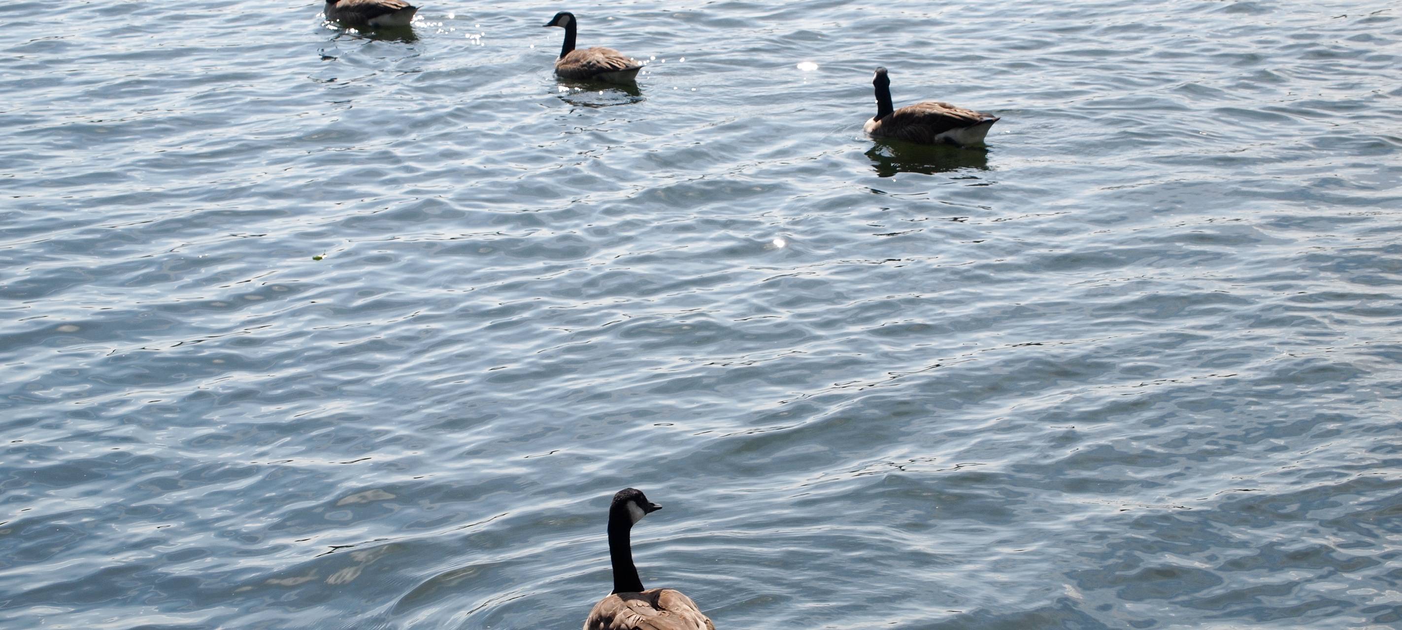 Video zu Lippstädter Zachariassee