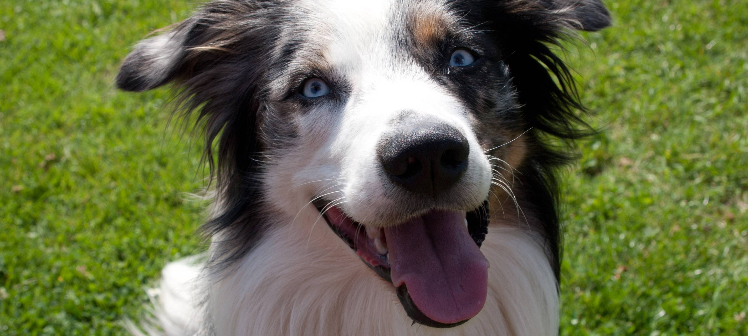 Staupe-Gefahr für Hunde im Kreis Soest