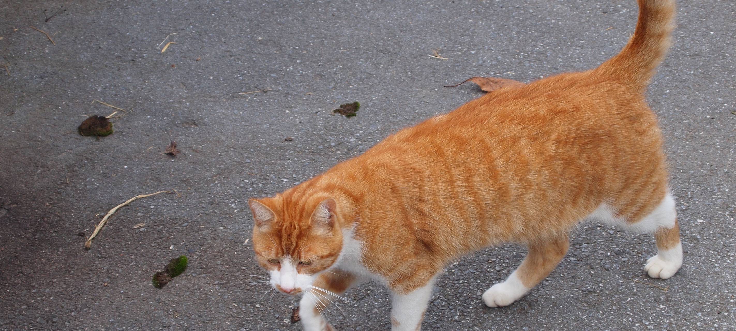 Katzenfänger in Soest?