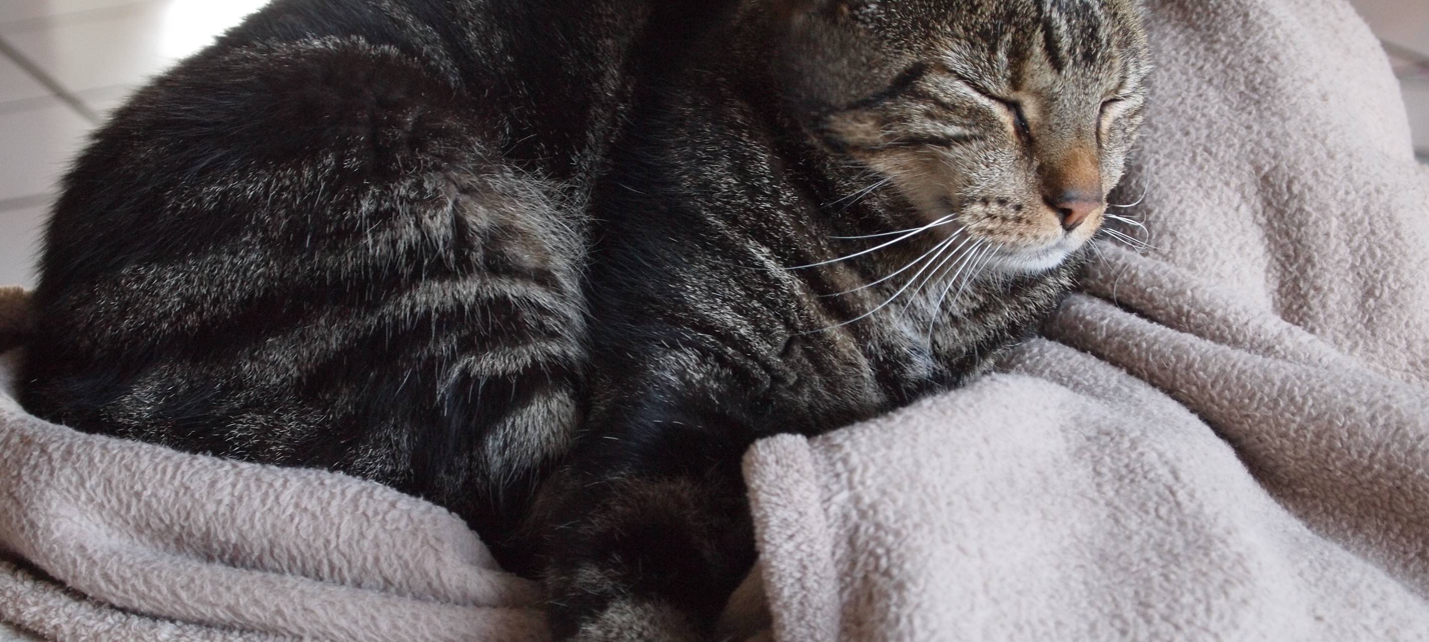 Kater in Geseke offenbar mit Luftgewehr beschossen