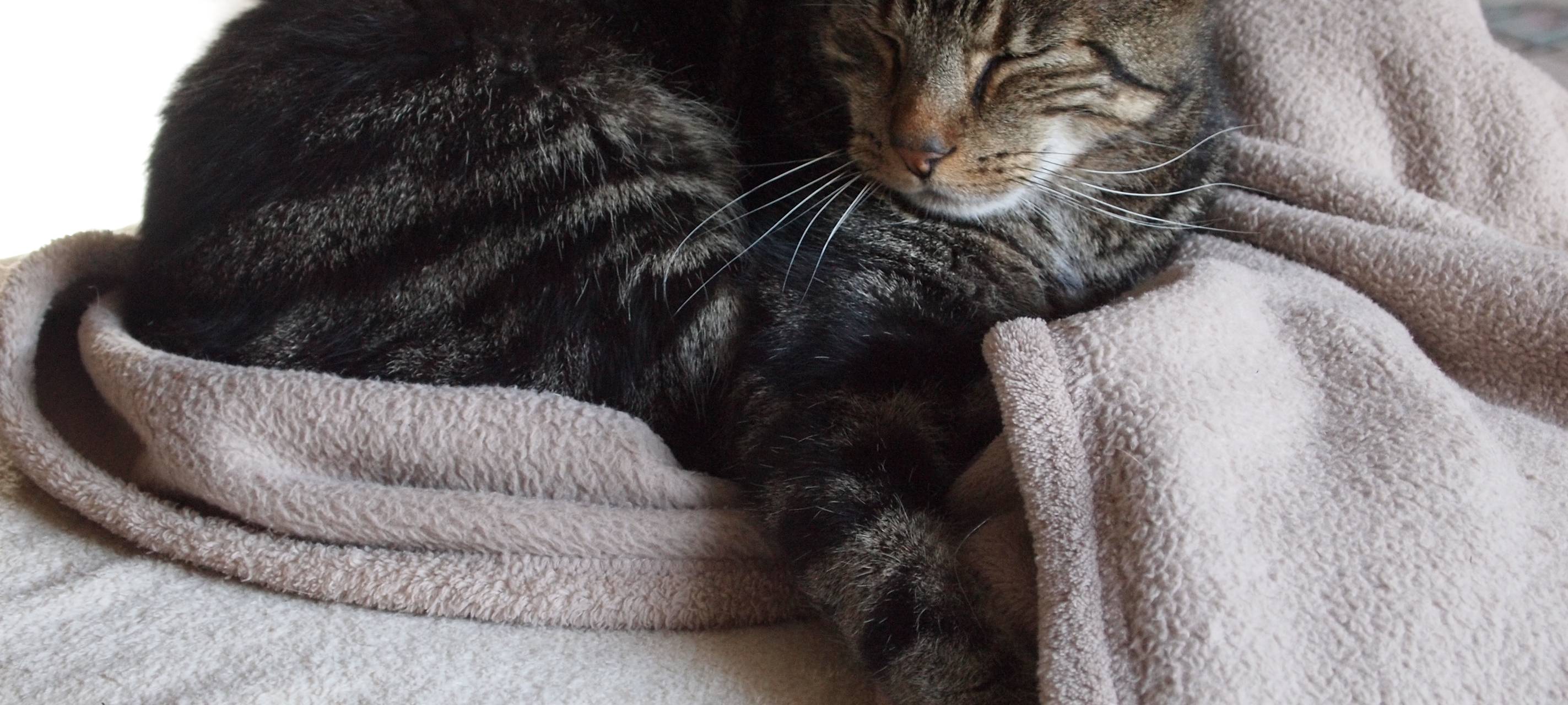 Verwahrloste Katzen suchen neues Zuhause