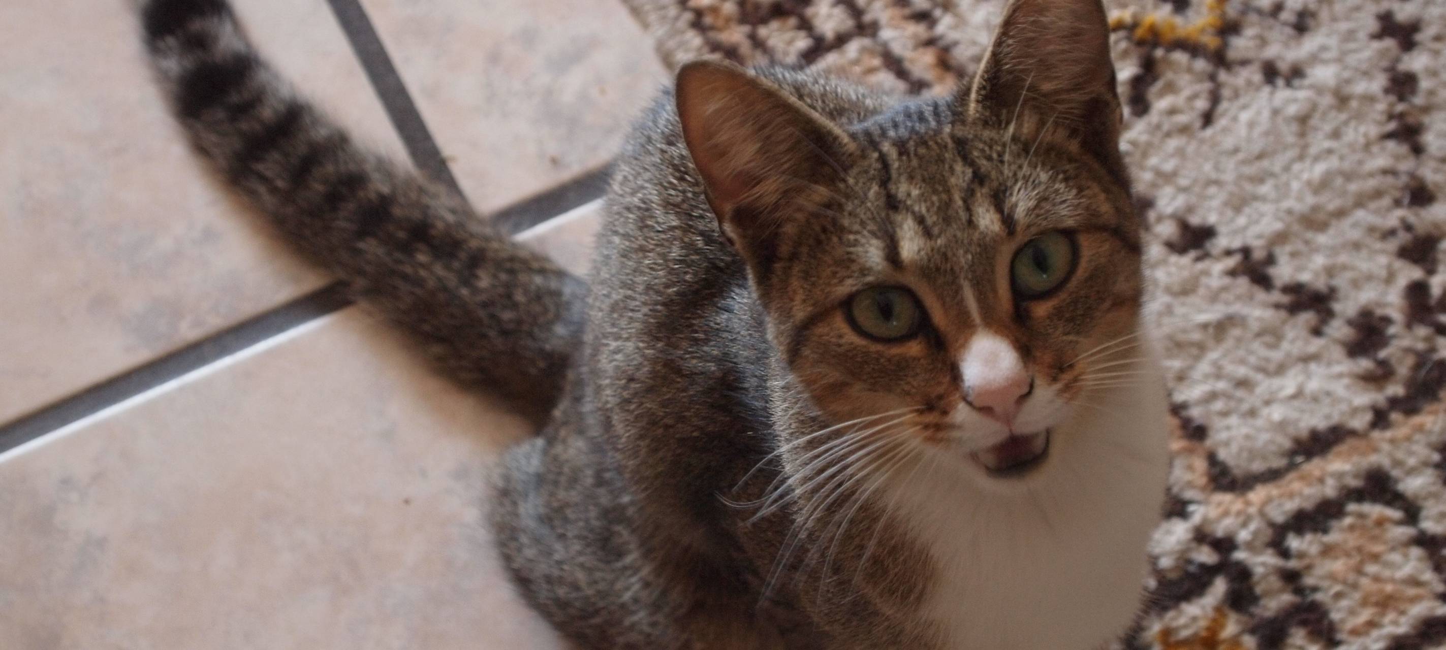 Kreis Soest: Tierärzte am Limit