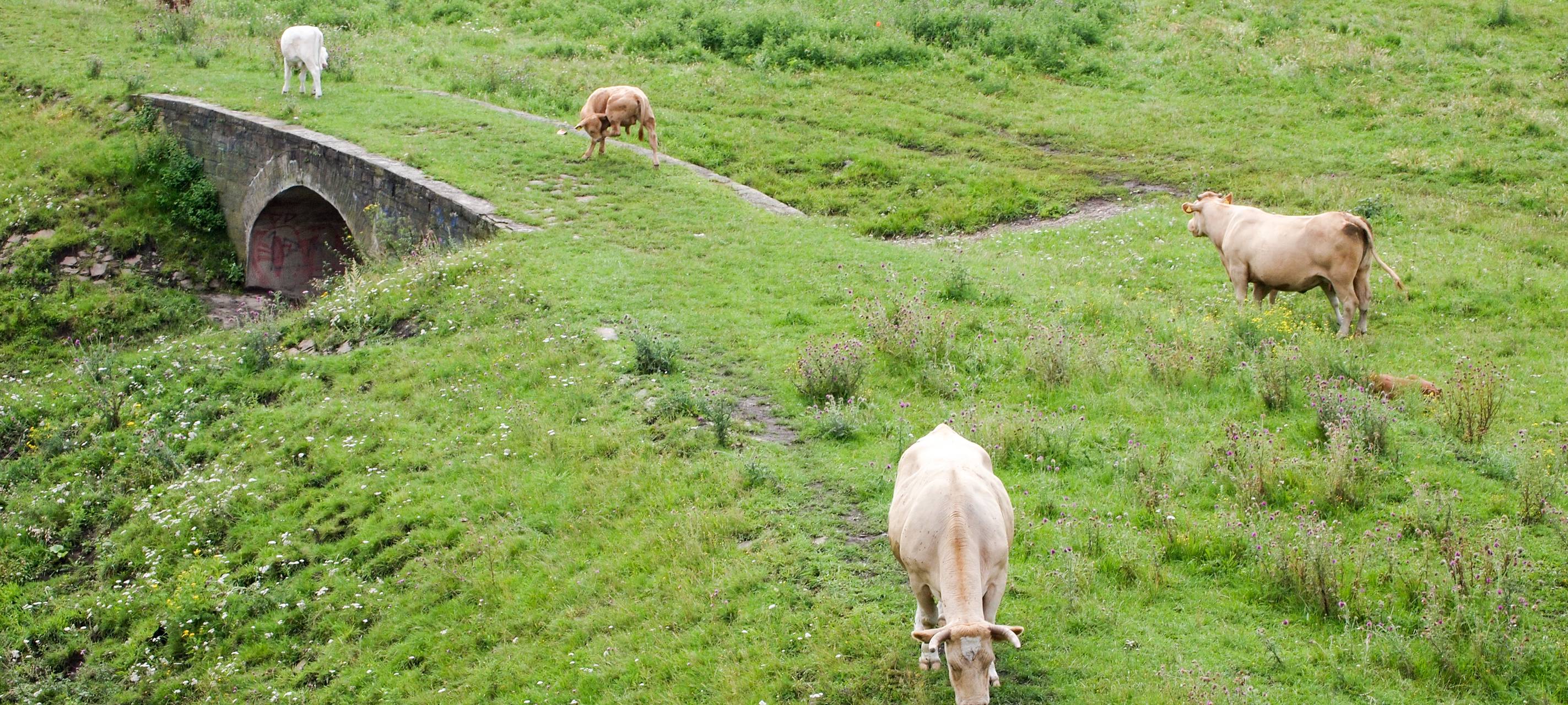 Nach Luftgewehr-Beschuss: Rindern geht es gut
