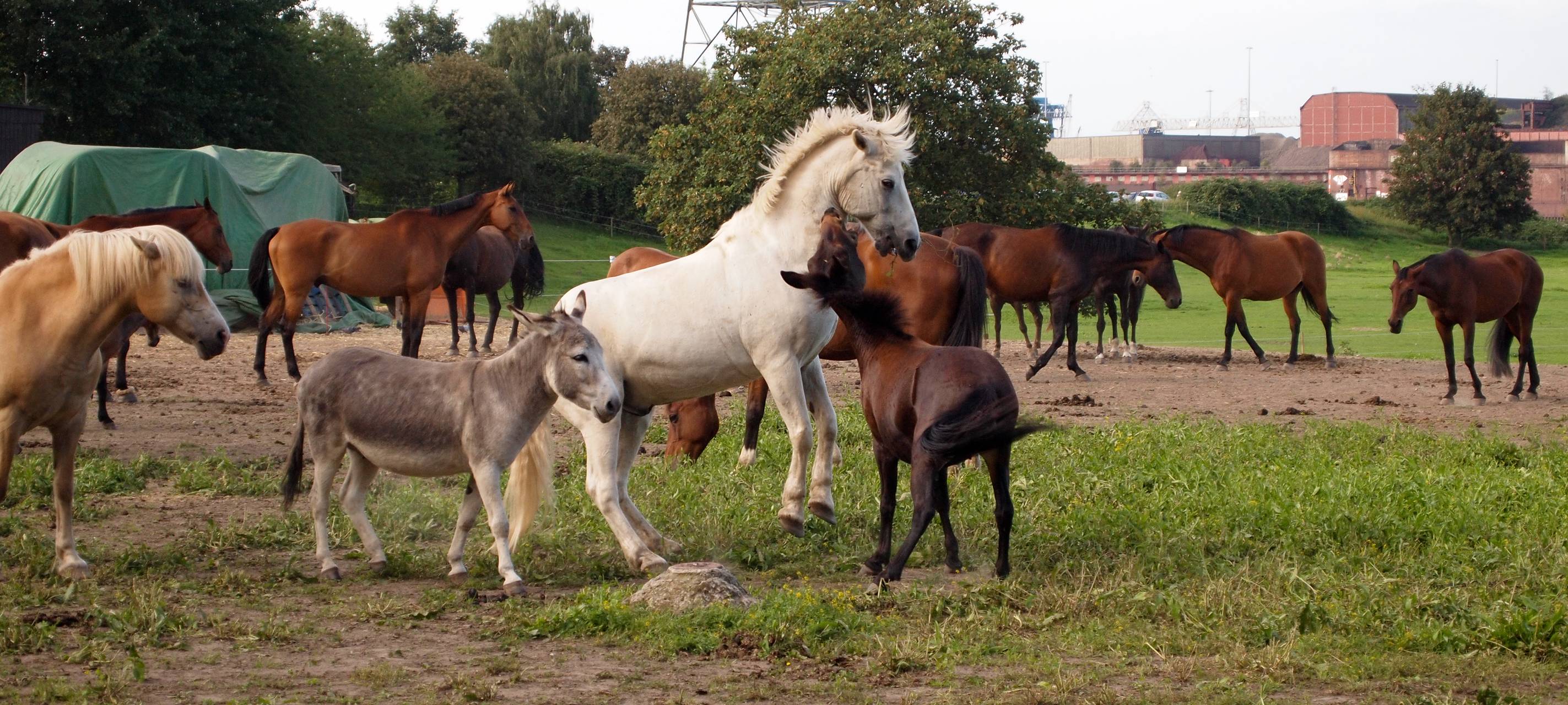 Pferdeäpfel sind zu beseitigen