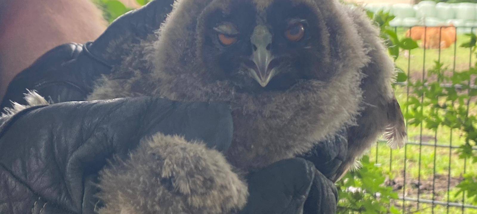 Glückliches Ende für Eule im Lippetal