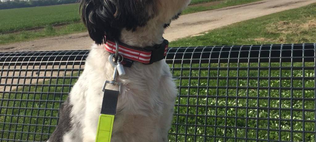 Schwarz-weißer Mischlingsrüde entlaufen