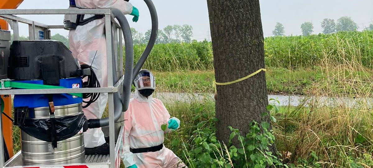 Eichenprozessionsspinner breitet sich weiter aus