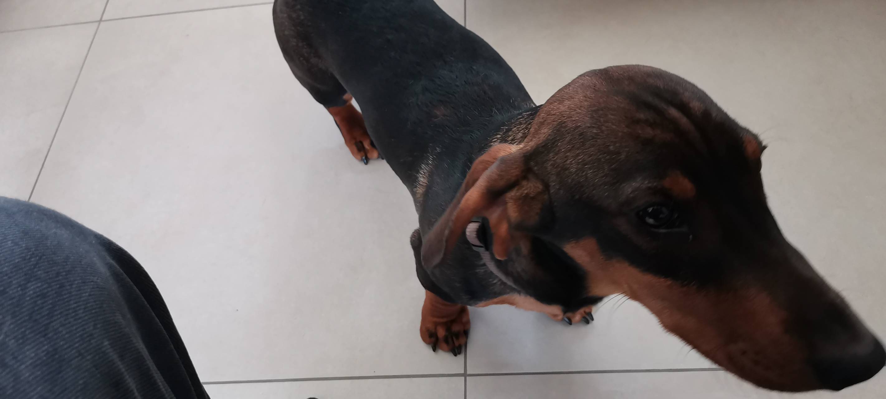 Schwarz-Brauner Rauhaar-Dackel in Lippetal entlaufen