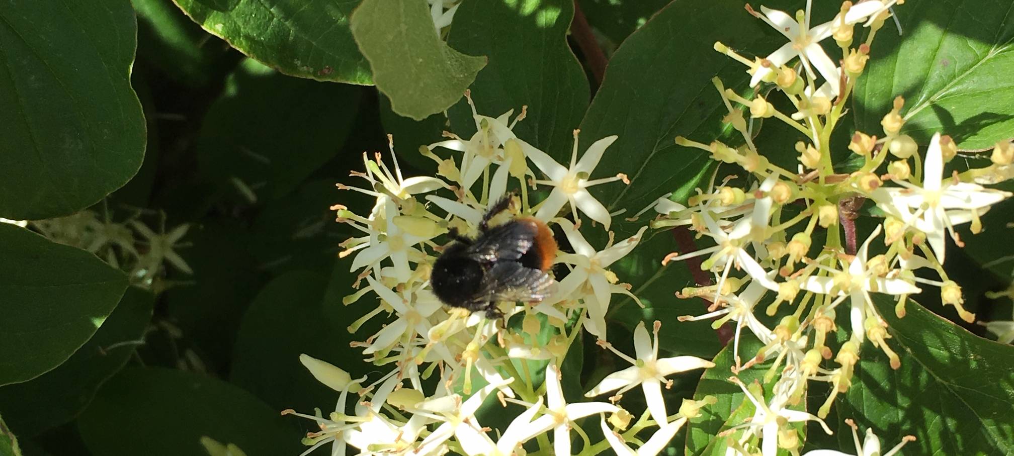 Insektenzählen mit der NABU