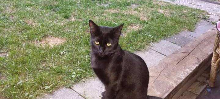 Kater in Lippstadt-Cappel entlaufen