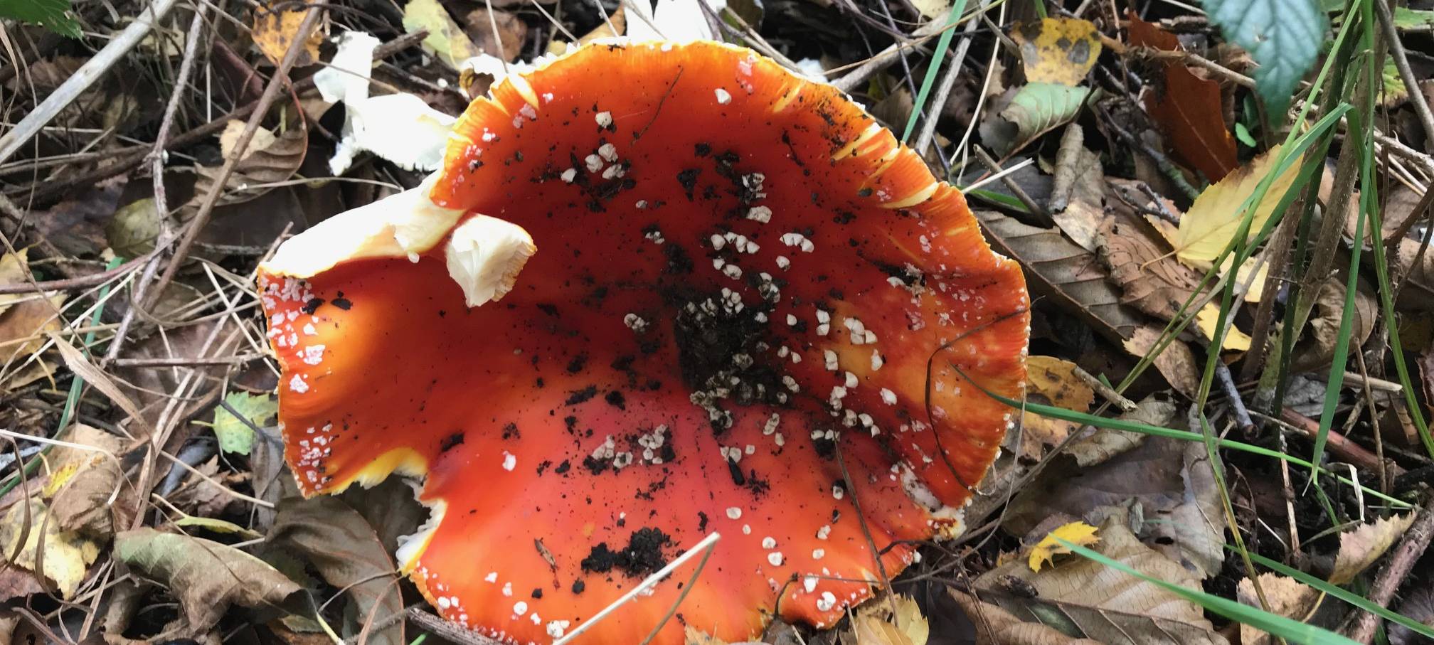 Kreis Soest: Pilze sammeln - aber richtig!