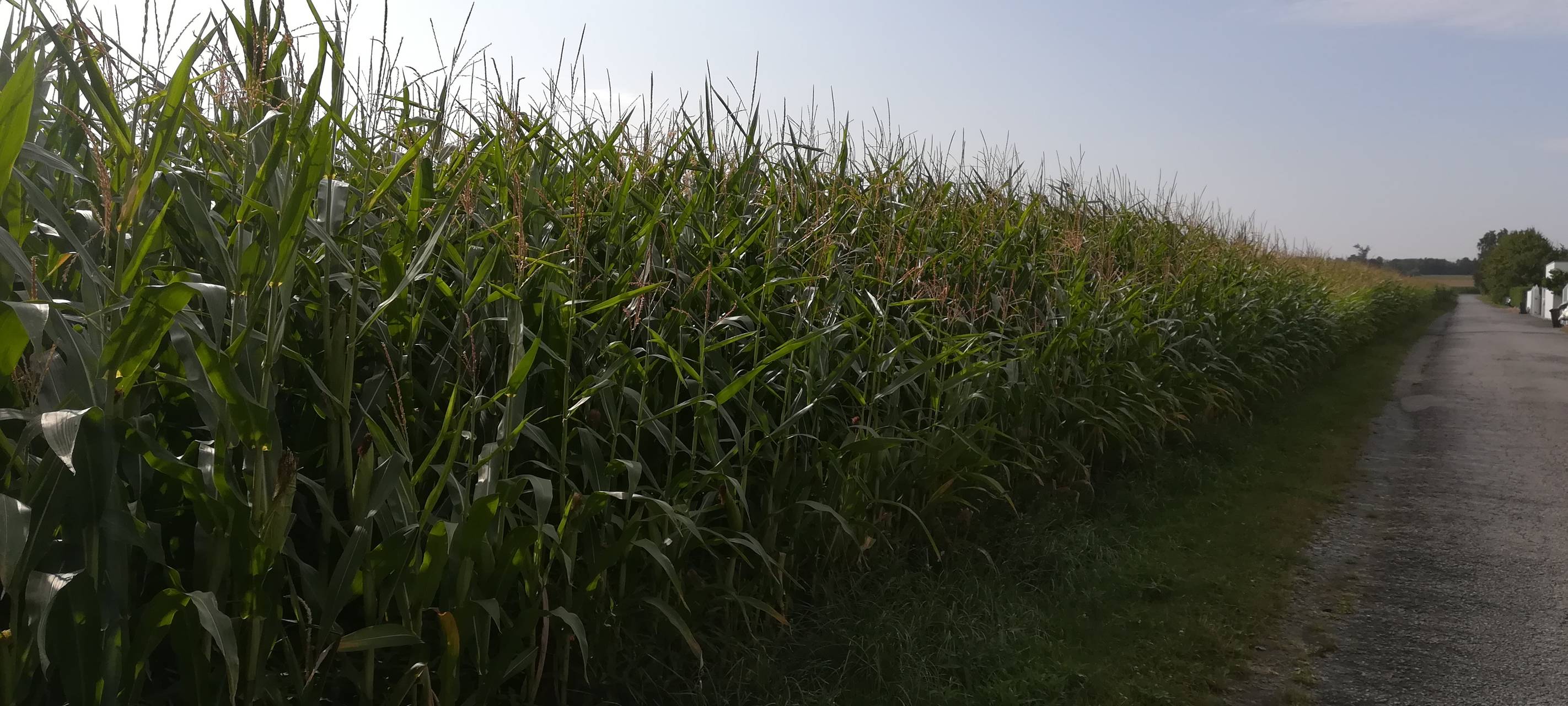 Hoher Mais im Kreis Soest