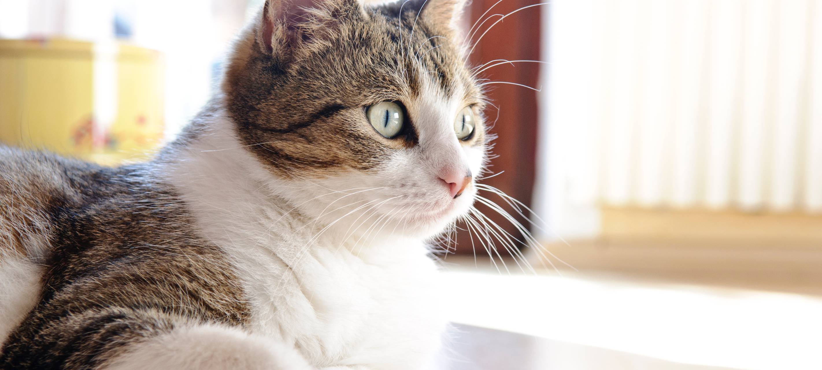 Möglicher Fall von Tierquälerei in Erwitte