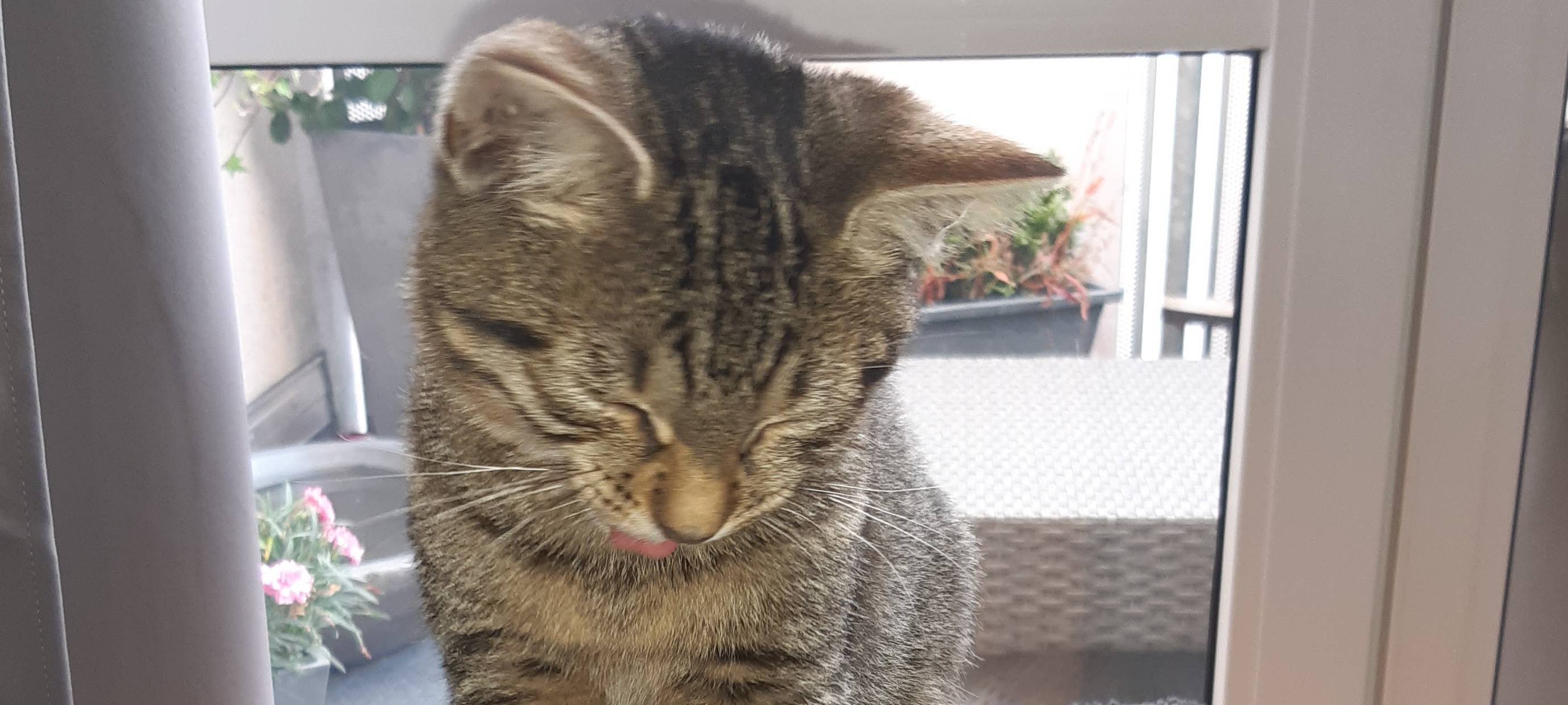 Grauer Kater in Bad Sassendorf zu gelaufen