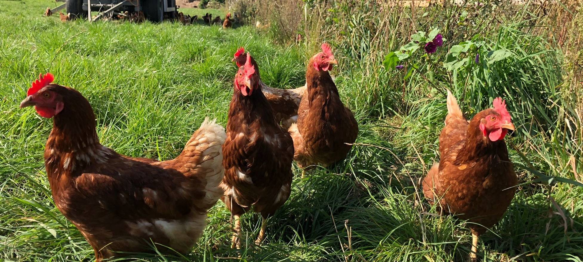Aktion "Unser Dorf hat Zukunft" gestartet