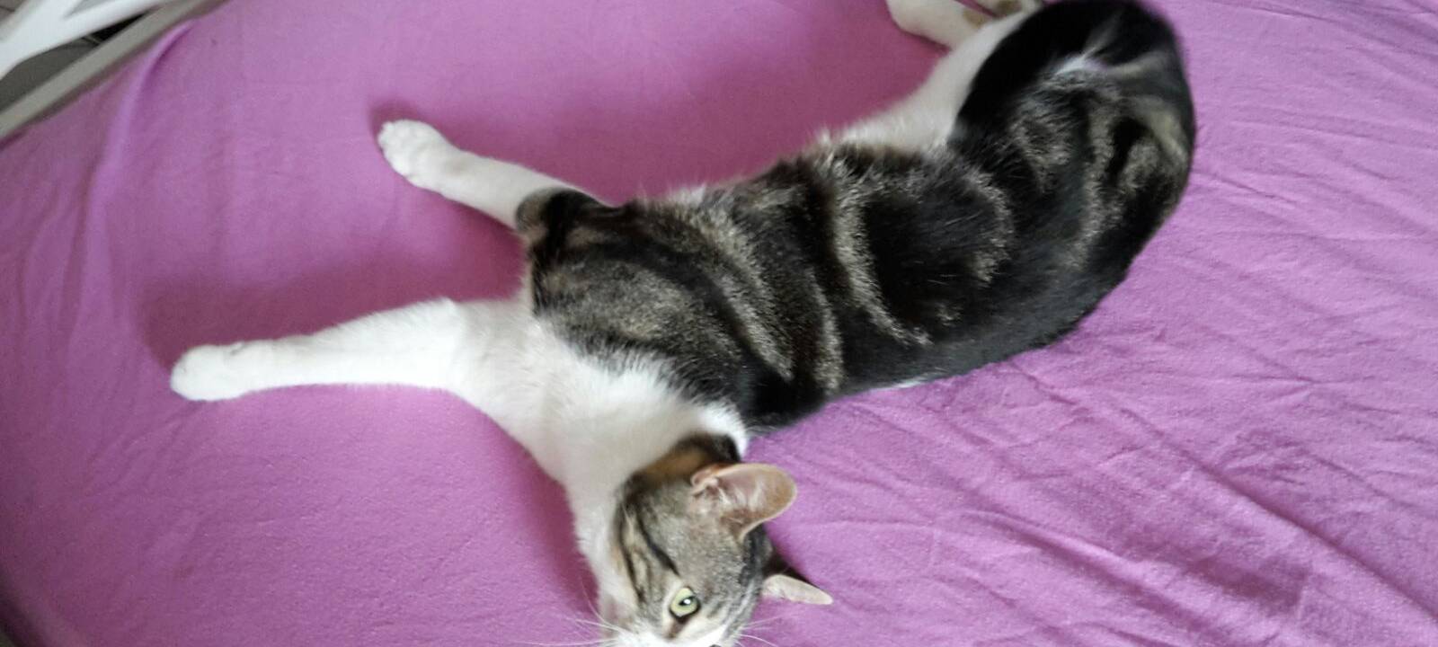 Kater in Niederense entlaufen