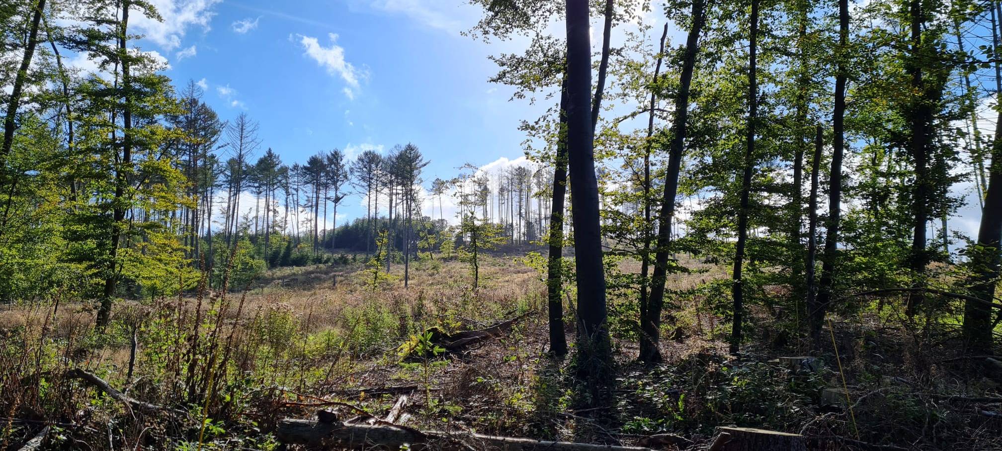 Wälder aufforsten im Kreis Soest