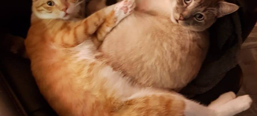 Katze in Möhnesee-Stockum entlaufen