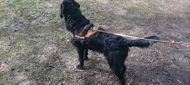 Hundebestandsaufnahme in Soest