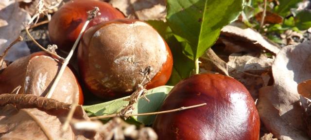 Herbstferienaktion für Kinder in Lippstadt