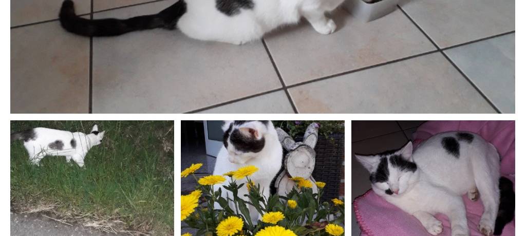 Kater in Lippetal-Wiltrop entlaufen