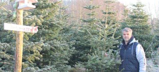 Weihnachtsbäume in gutem Zustand
