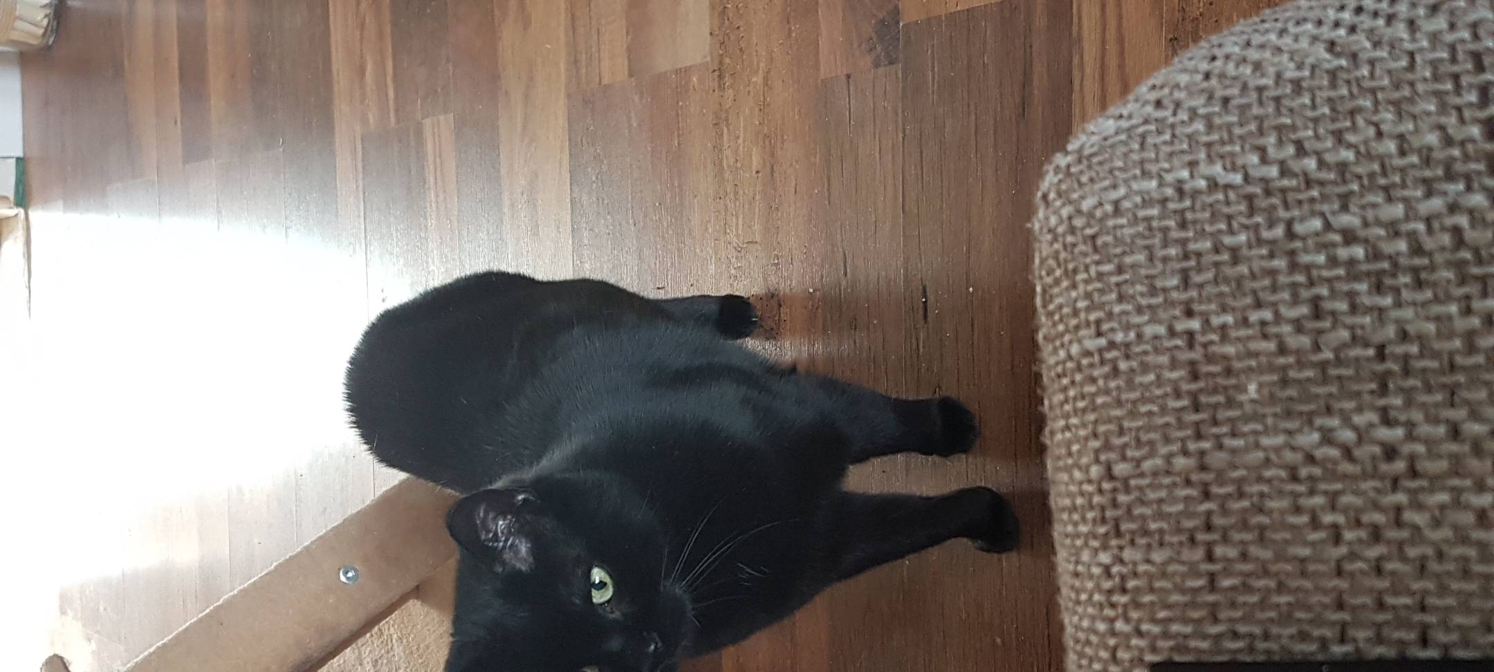 Kater in Soest entlaufen