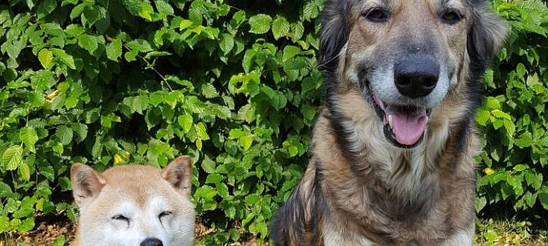 Aufpassen beim Gassigehen in Herzfeld