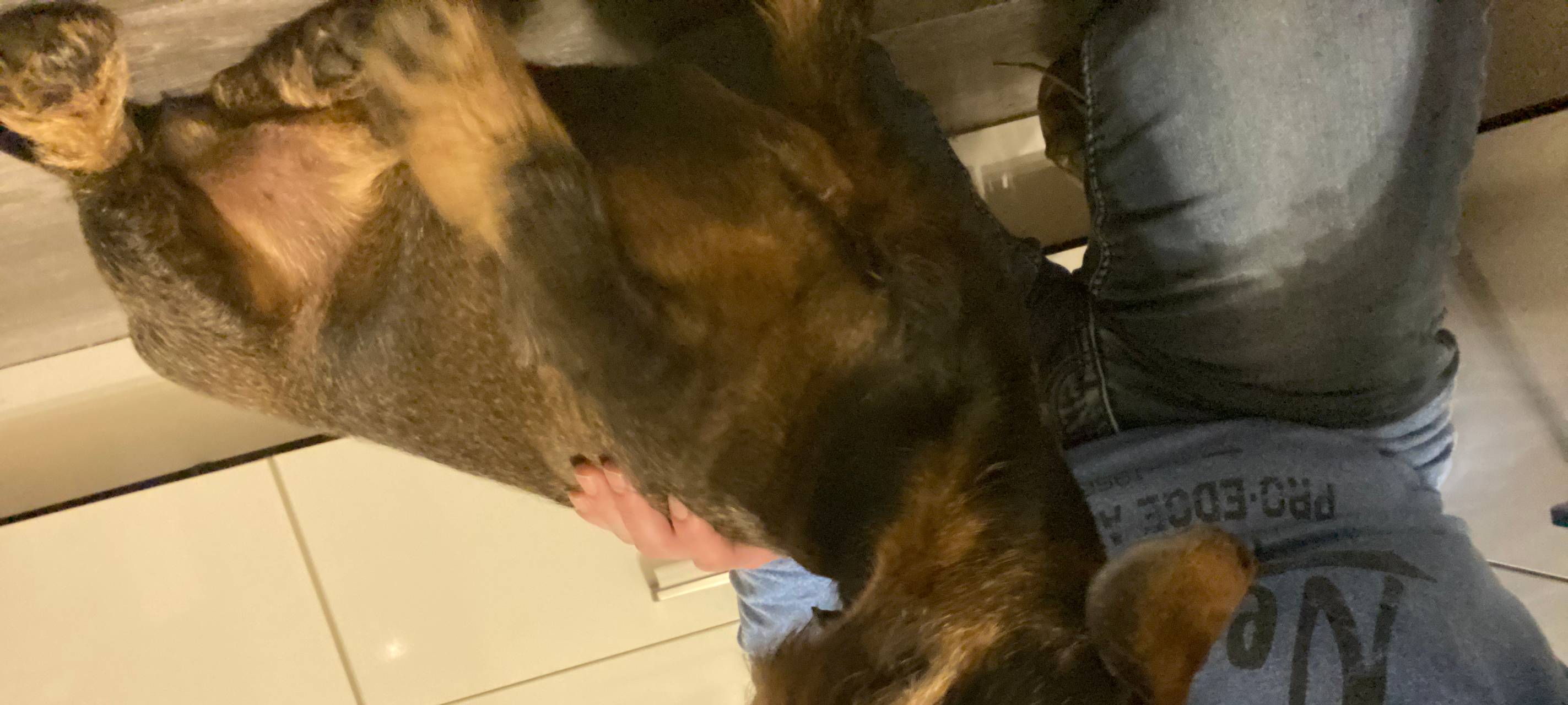 Rauhaardackel in Rüthen-Oestereiden und Hoinkhausen zugelaufen